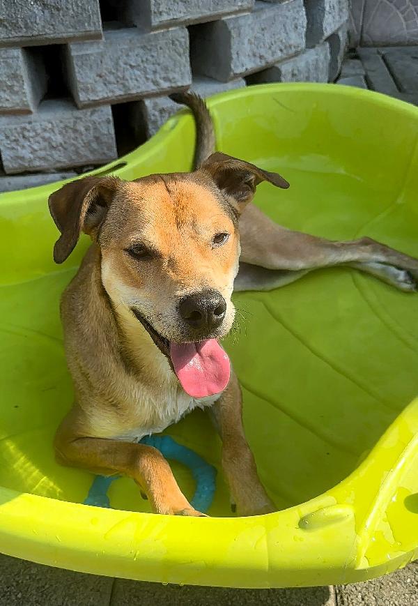 ARES CAGNOLINO SPORTIVO Foto 5